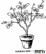 月季花修剪(图)