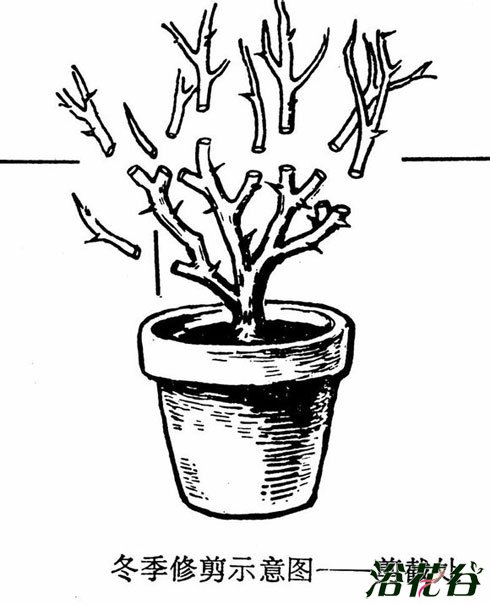 <a href='https://www.861230.com/guanhuazhiwu/44.html' target='_blank'><u>月季</u></a>花修剪(图)
