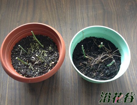 蔷薇如何繁殖