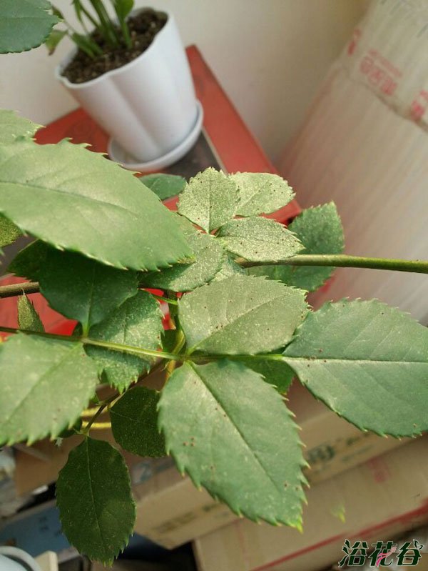 <a href='https://www.861230.com/guanhuazhiwu/44.html' target='_blank'><u>月季</u></a>红蜘蛛症状(图)