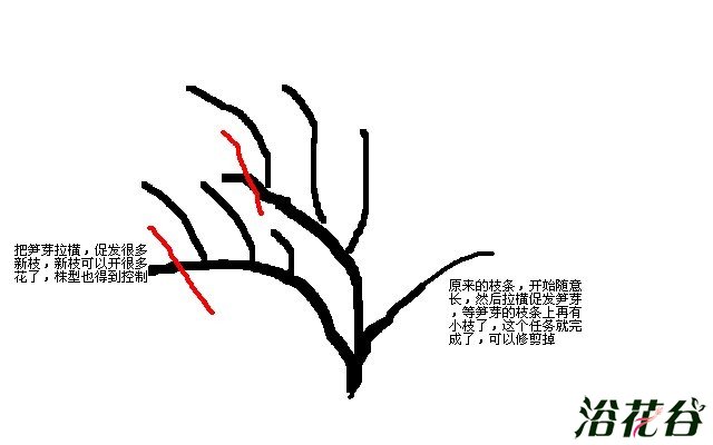 <a href='https://www.861230.com/guanhuazhiwu/44.html' target='_blank'><u>月季</u></a>的养殖方法和注意事项