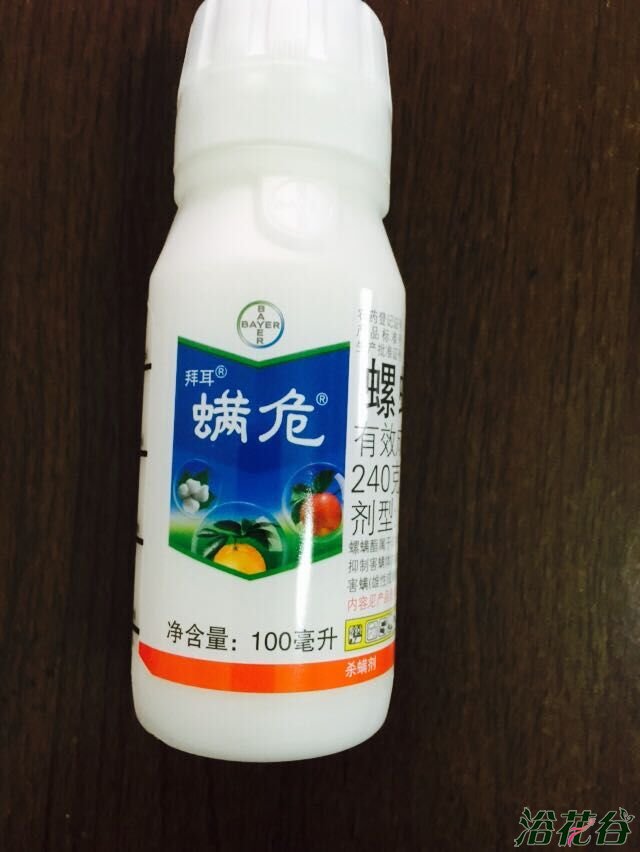 <a href='https://www.861230.com/guanhuazhiwu/44.html' target='_blank'><u>月季</u></a>红蜘蛛用什么药