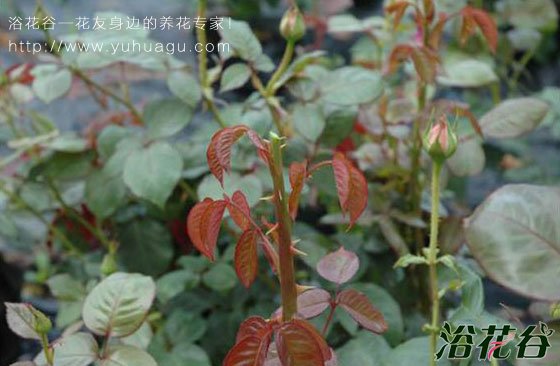 <a href='https://www.861230.com/guanhuazhiwu/44.html' target='_blank'><u>月季</u></a>怎么打顶(图)