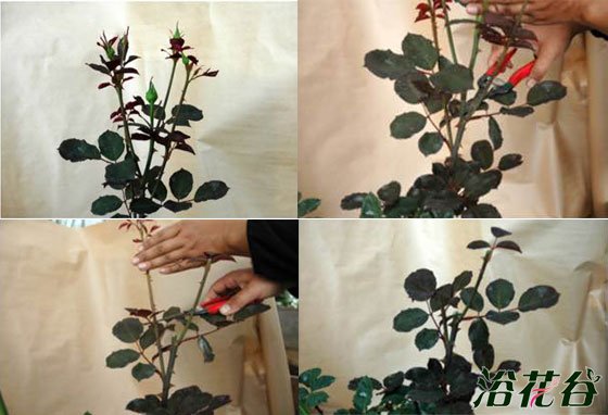 <a href='https://www.861230.com/guanhuazhiwu/44.html' target='_blank'><u>月季</u></a>怎么打顶(图)