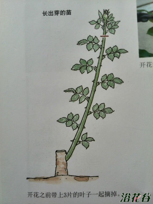 <a href='https://www.861230.com/guanhuazhiwu/44.html' target='_blank'><u>月季</u></a>摘蕾你应该知道的事