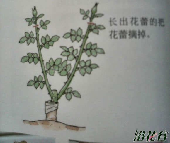 <a href='https://www.861230.com/guanhuazhiwu/44.html' target='_blank'><u>月季</u></a>摘蕾你应该知道的事