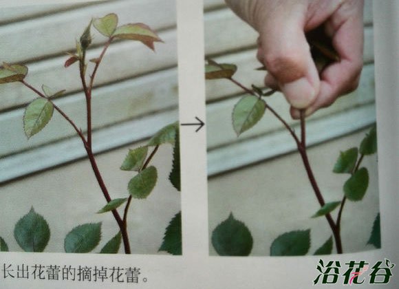 <a href='https://www.861230.com/guanhuazhiwu/44.html' target='_blank'><u>月季</u></a>摘蕾你应该知道的事