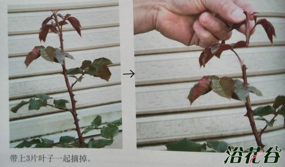 <a href='https://www.861230.com/guanhuazhiwu/44.html' target='_blank'><u>月季</u></a>摘蕾你应该知道的事