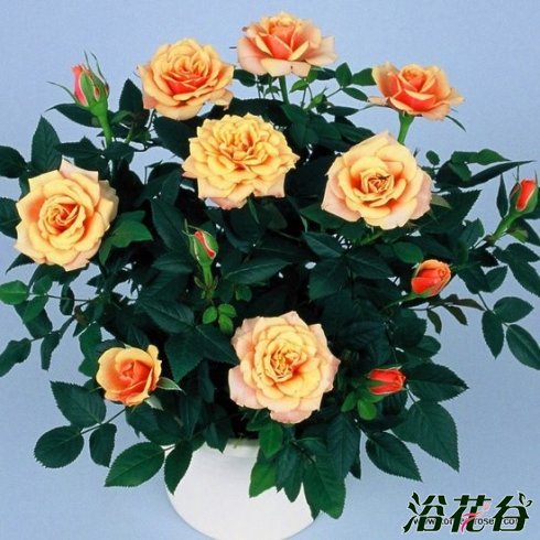 柯德娜<a href='https://www.861230.com/guanhuazhiwu/44.html' target='_blank'><u>月季</u></a>系列资料介绍
