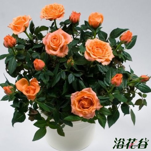 柯德娜<a href='https://www.861230.com/guanhuazhiwu/44.html' target='_blank'><u>月季</u></a>系列资料介绍