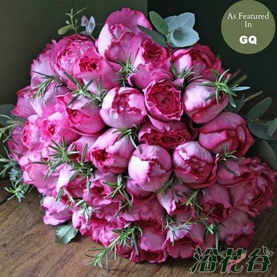 伊芙系列<a href='https://www.861230.com/guanhuazhiwu/44.html' target='_blank'><u>月季</u></a>【46个品种】