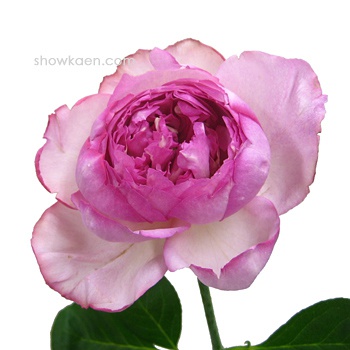 伊芙系列<a href='https://www.861230.com/guanhuazhiwu/44.html' target='_blank'><u>月季</u></a>【46个品种】