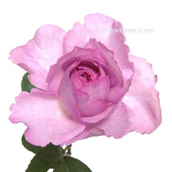 伊芙系列<a href='https://www.861230.com/guanhuazhiwu/44.html' target='_blank'><u>月季</u></a>【46个品种】