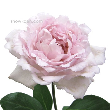 伊芙系列<a href='https://www.861230.com/guanhuazhiwu/44.html' target='_blank'><u>月季</u></a>【46个品种】