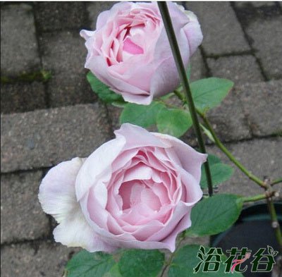伊芙系列<a href='https://www.861230.com/guanhuazhiwu/44.html' target='_blank'><u>月季</u></a>【46个品种】