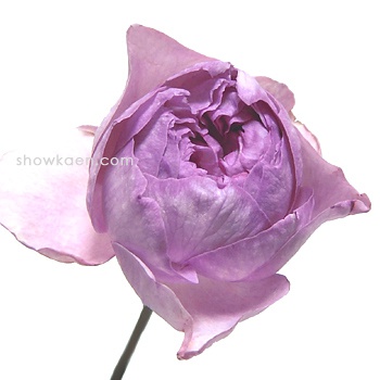 伊芙系列<a href='https://www.861230.com/guanhuazhiwu/44.html' target='_blank'><u>月季</u></a>【46个品种】