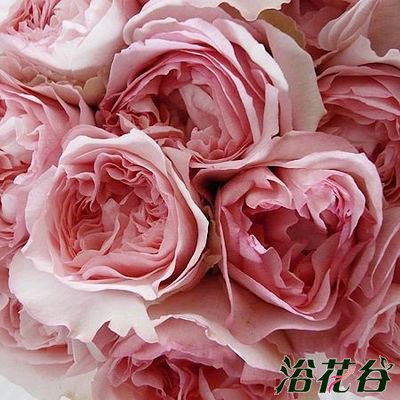 伊芙系列<a href='https://www.861230.com/guanhuazhiwu/44.html' target='_blank'><u>月季</u></a>【46个品种】