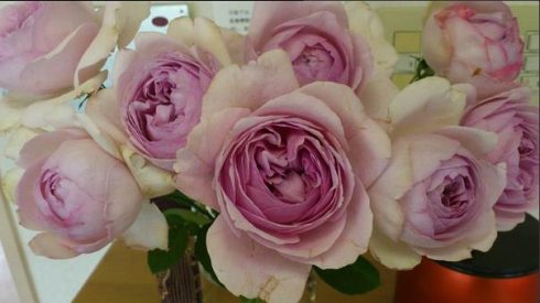 伊芙系列<a href='https://www.861230.com/guanhuazhiwu/44.html' target='_blank'><u>月季</u></a>【46个品种】