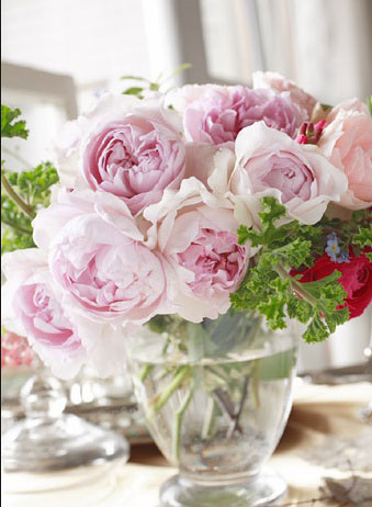 伊芙系列<a href='https://www.861230.com/guanhuazhiwu/44.html' target='_blank'><u>月季</u></a>【46个品种】