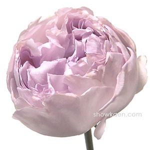 伊芙系列<a href='https://www.861230.com/guanhuazhiwu/44.html' target='_blank'><u>月季</u></a>【46个品种】