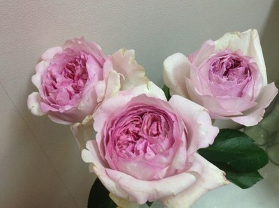伊芙系列<a href='https://www.861230.com/guanhuazhiwu/44.html' target='_blank'><u>月季</u></a>【46个品种】