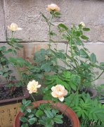 月季花秋天开花吗(附秋天养护方法)