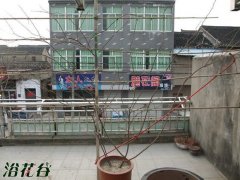 月季花墙也可以这样做(组图)