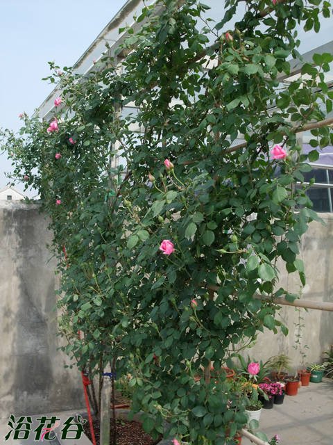 <a href='https://www.861230.com/guanhuazhiwu/44.html' target='_blank'><u>月季</u></a>花墙也可以这样做