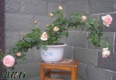 盆栽月季花的养殖方法