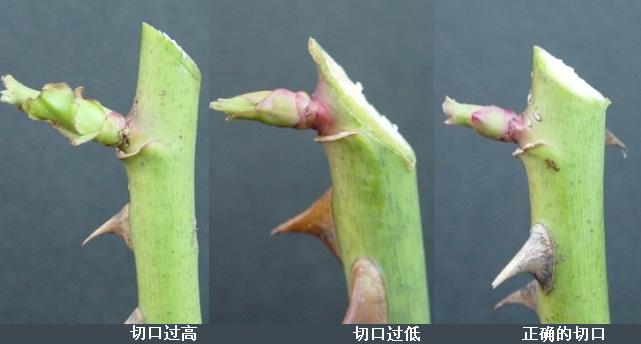 <a href='https://www.861230.com/guanhuazhiwu/44.html' target='_blank'><u>月季</u></a>修剪图解