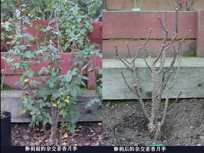 <a href='https://www.861230.com/guanhuazhiwu/44.html' target='_blank'><u>月季</u></a>修剪图解