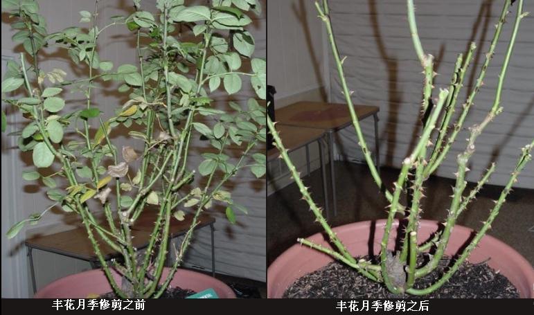 <a href='https://www.861230.com/guanhuazhiwu/44.html' target='_blank'><u>月季</u></a>修剪图解