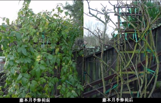 <a href='https://www.861230.com/guanhuazhiwu/44.html' target='_blank'><u>月季</u></a>修剪图解