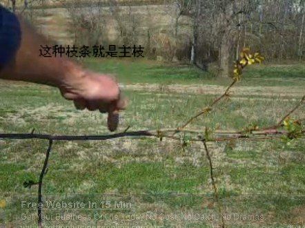 藤本<a href='https://www.861230.com/guanhuazhiwu/44.html' target='_blank'><u>月季</u></a>修剪(图文)