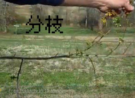 藤本<a href='https://www.861230.com/guanhuazhiwu/44.html' target='_blank'><u>月季</u></a>修剪(图文)