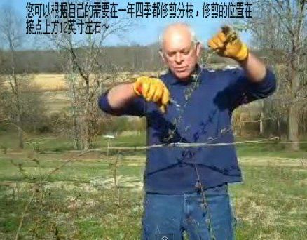 藤本<a href='https://www.861230.com/guanhuazhiwu/44.html' target='_blank'><u>月季</u></a>修剪(图文)