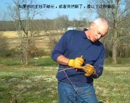 藤本<a href='https://www.861230.com/guanhuazhiwu/44.html' target='_blank'><u>月季</u></a>修剪(图文)