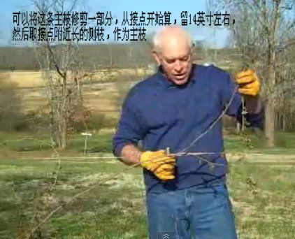 藤本<a href='https://www.861230.com/guanhuazhiwu/44.html' target='_blank'><u>月季</u></a>修剪(图文)