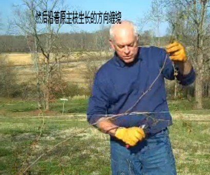 藤本<a href='https://www.861230.com/guanhuazhiwu/44.html' target='_blank'><u>月季</u></a>修剪(图文)