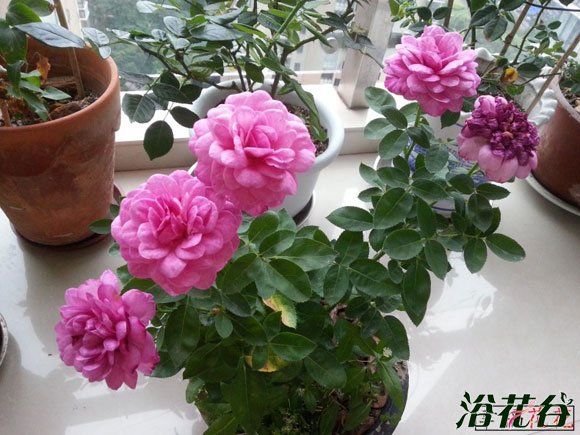 <a href='https://www.861230.com/guanhuazhiwu/44.html' target='_blank'><u>月季</u></a>养殖营养平衡是关键