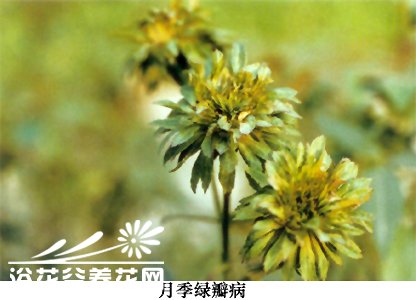 <a href='https://www.861230.com/guanhuazhiwu/44.html' target='_blank'><u>月季</u></a>绿瓣病的防治