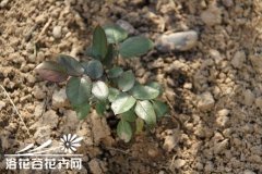 《月季爱好者必看》系列二 土壤篇