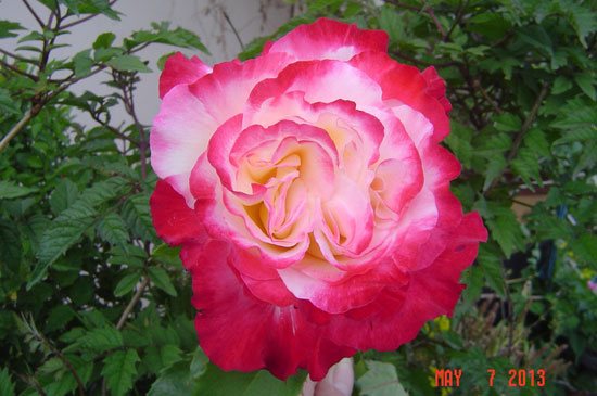 花友谈<a href='https://www.861230.com/guanhuazhiwu/44.html' target='_blank'><u>月季</u></a>的种植心得（附图）