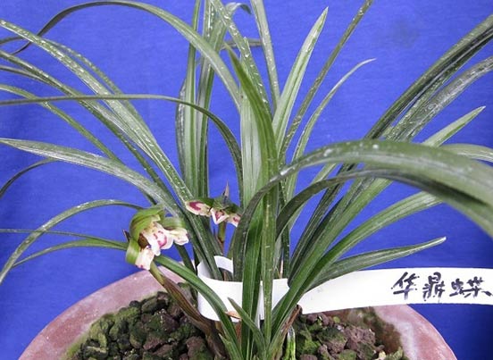 <a href='https://www.861230.com/guanhuazhiwu/6593.html' target='_blank'><u>兰花</u></a>夏天怎么养(经验篇)