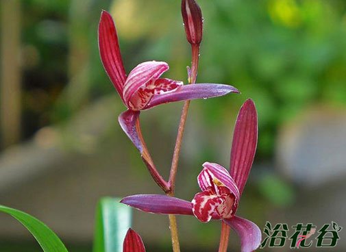 <a href='https://www.861230.com/guanhuazhiwu/6650.html' target='_blank'><u>建兰</u></a>品种图片（33个品种）