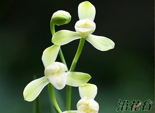 <a href='https://www.861230.com/guanhuazhiwu/6650.html' target='_blank'><u>建兰</u></a>品种图片（33个品种）