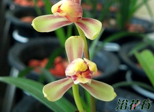 <a href='https://www.861230.com/guanhuazhiwu/6650.html' target='_blank'><u>建兰</u></a>品种图片（33个品种）