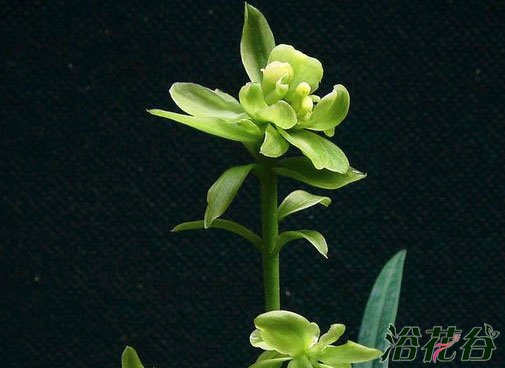 <a href='https://www.861230.com/guanhuazhiwu/6650.html' target='_blank'><u>建兰</u></a>品种图片（33个品种）