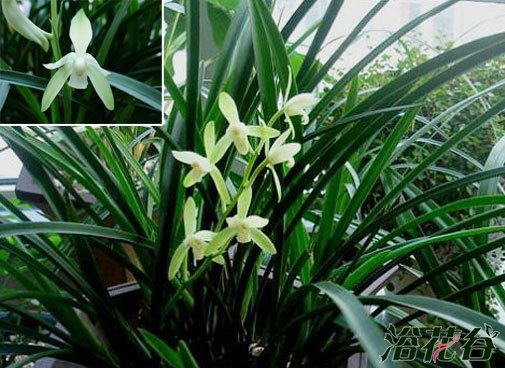 <a href='https://www.861230.com/guanhuazhiwu/6650.html' target='_blank'><u>建兰</u></a>品种图片（32个品种）