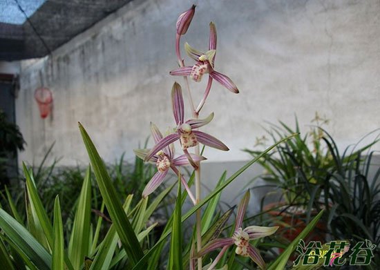 <a href='https://www.861230.com/guanhuazhiwu/6650.html' target='_blank'><u>建兰</u></a>绿鸟嘴优缺点（附图）